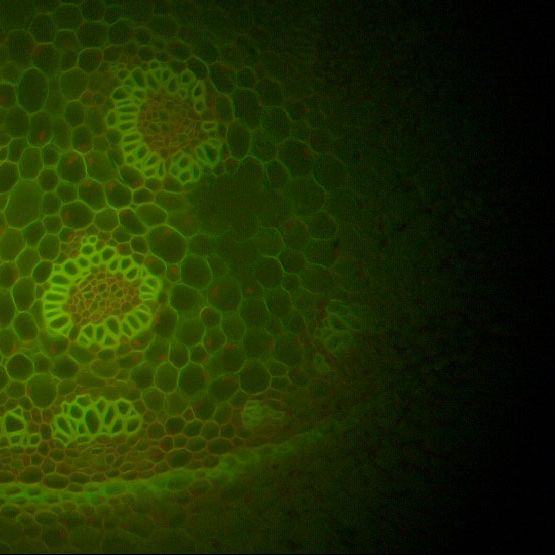 market-segment-fluorescence-spectroscopy