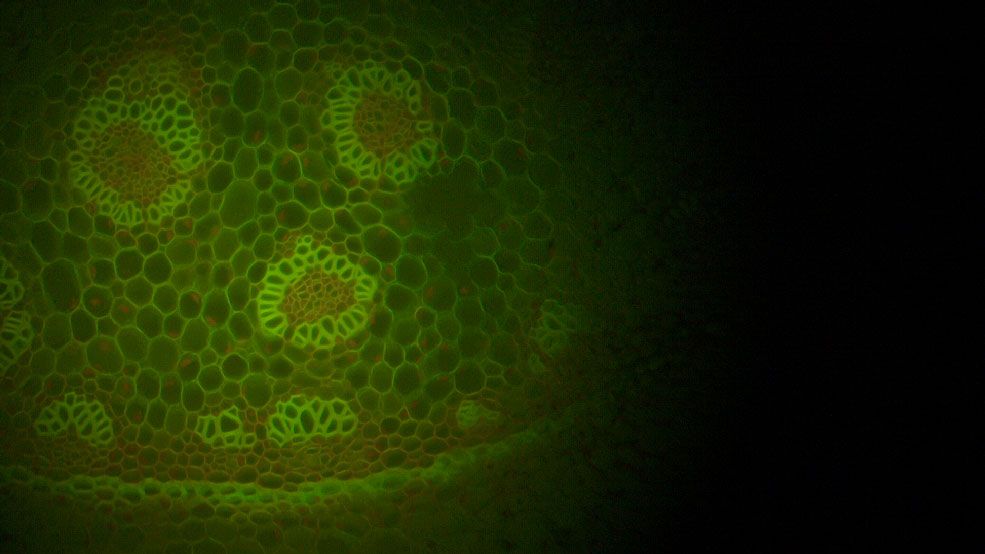 market-segment-fluorescence-spectroscopy